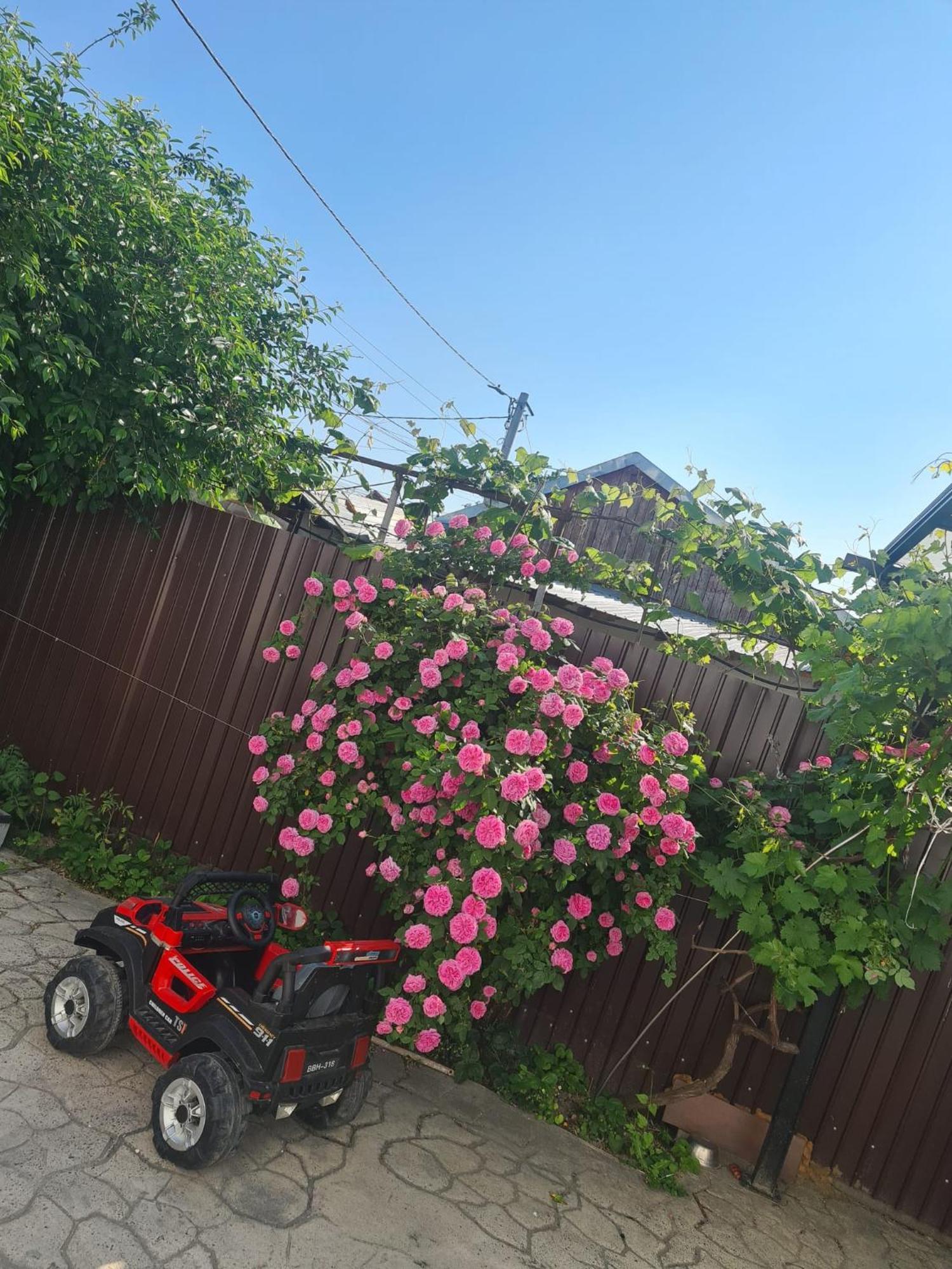 באקאו Luxury Apartments Mall Area מראה חיצוני תמונה